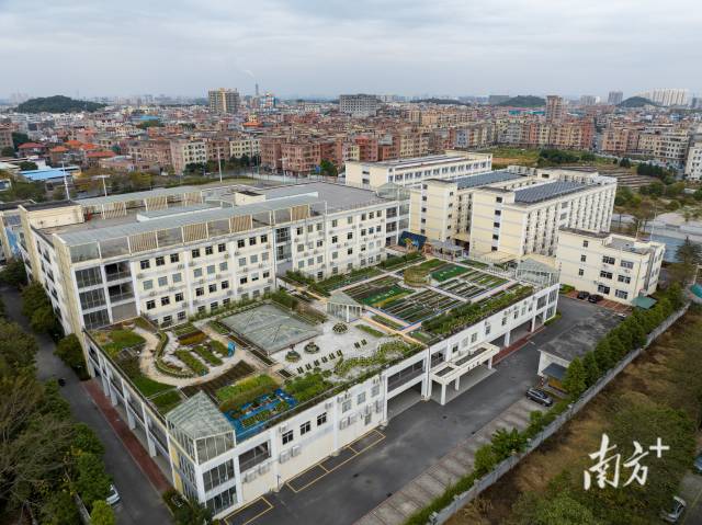 東莞鬆山湖橫瀝實驗學校一棟教學樓的天台上，學生們種滿了各式各樣的蔬菜。