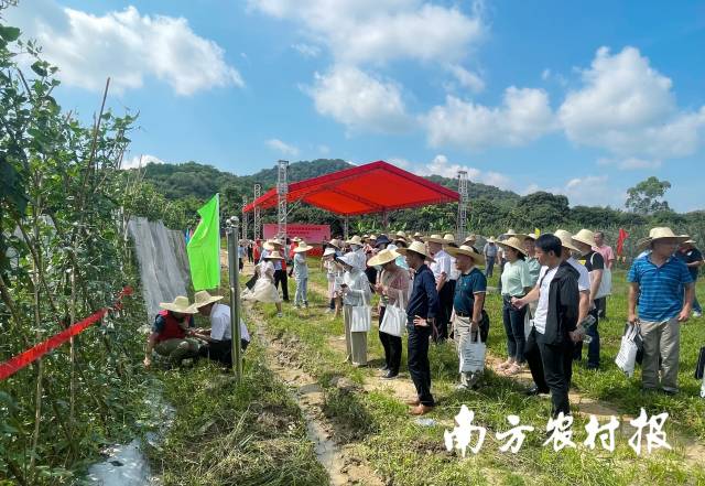 活動現場參觀豇豆綠色種植標準化生產示範基地