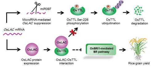 基因中心聯合中山大學、我院水稻所共同揭示miR397-OsLAC-OsTTL通路調控水稻產量的新機製.png