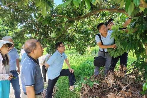 廣州市農業農村局植保植檢處處長鄧小明一行到植保所增城示範基地調研.jpg