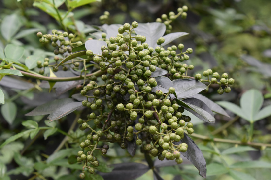 花椒長勢喜人。必威betways
植物保護研究所供圖